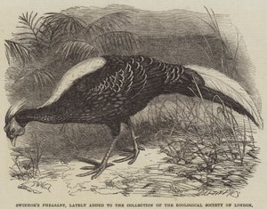 Faisan de Swinhoe, récemment ajouté à la collection de la Société zoologique de Londres - Thomas W. Wood